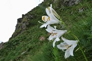 Anello Monti Tartano e Azzaredo, passando dal Bivacco Zamboni e dal Rifugio Balicco, il 17 luglio 2019- FOTOGALLERY